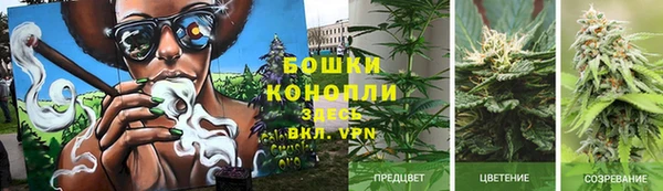 хмурый Аркадак