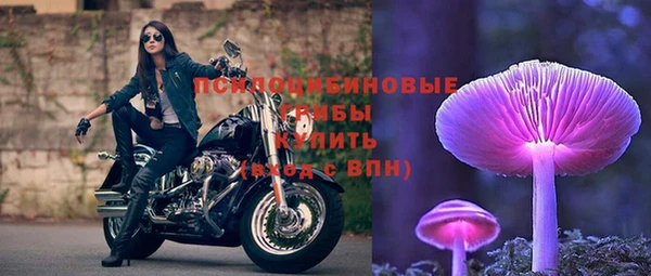 хмурый Аркадак